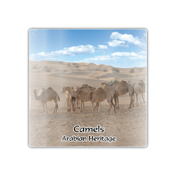Dubai Camels - M Camel 002