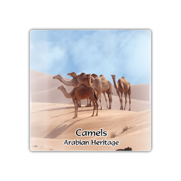 Dubai Camels - M Camel 003