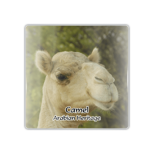 Dubai Camels - M Camel 004