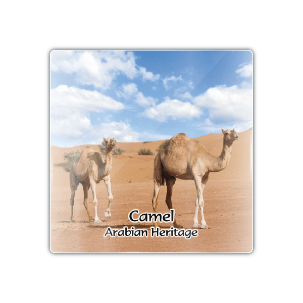 Dubai Camels - M Camel 005