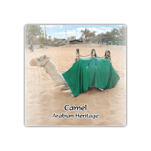 Dubai Camels - M Camel 006