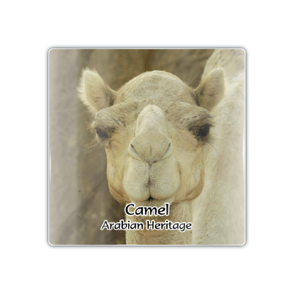 Dubai Camels - M Camel 007