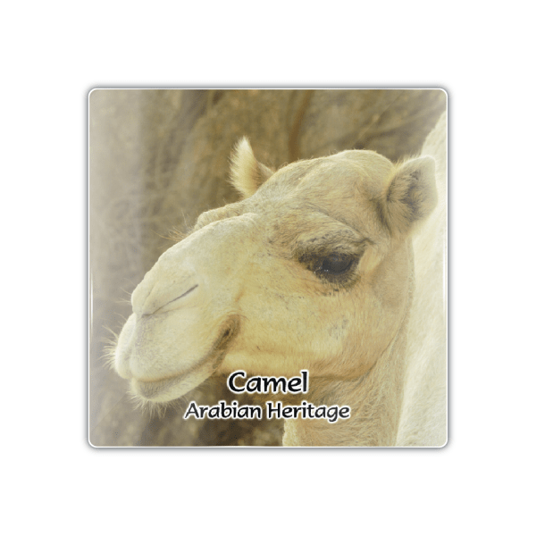 Dubai Camels - M Camel 008