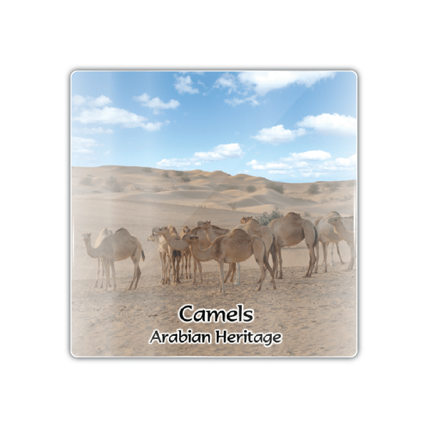 Dubai Camels - M Camel 009