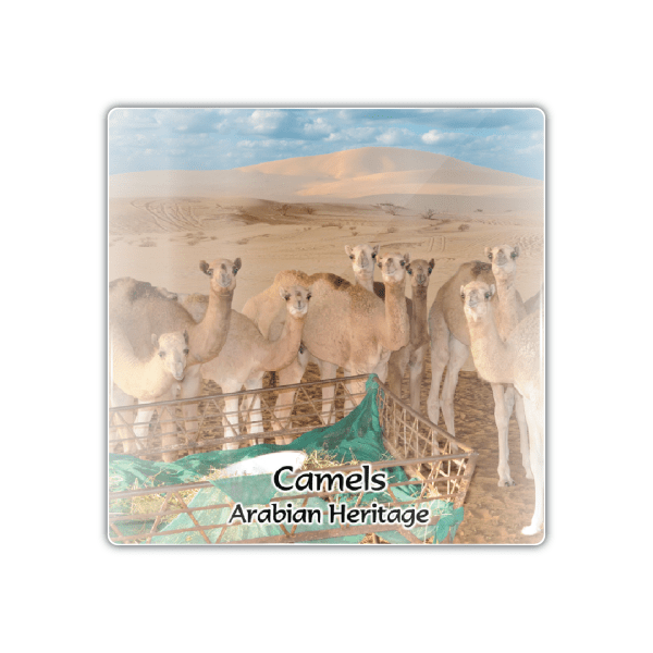 Dubai Camels - M Camel 010