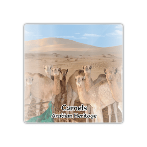 Dubai Camels - M Camel 011